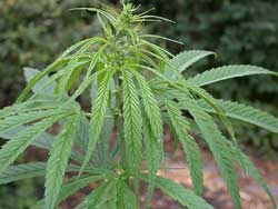 marihuana%20-%201.jpg