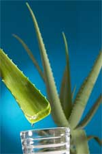 ALOE VERA I DEO ALOE%20VERA%201