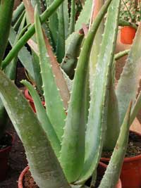 ALOE VERA I DEO ALOE%20VERA%202