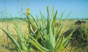 ALOE VERA I DEO ALOE%20VERA%206