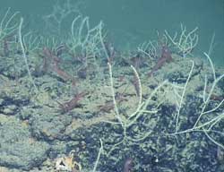 More---Nove-vrste-Deep-Sea-corals-Nautilus-Dives