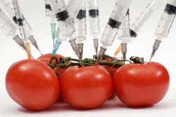 genetically modified foods