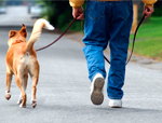 walking-the-dog 