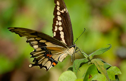 LEPTIR-Giant-Swallowtail 
