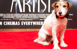 PAS - the-artist-dog-star-uggie 