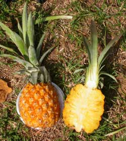 Ananas