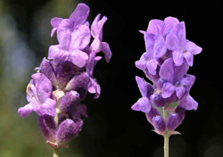 lavanda